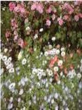 Item #2536 Creating a Cottage Garden. Gardening, Sue Phillips