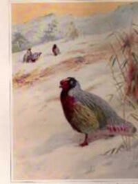 Item #2657 Pheasants; Their Lives and Homes. Animals, William Beebe, published under the auspices...