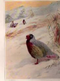 Item #2657 Pheasants; Their Lives and Homes. Animals, William Beebe, published under the auspices...
