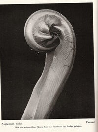 Item #3306 Die Pflanze als Lebewesen (ex library Lotte Jacobi); Eine Biographie in 200 Aufnahmen....