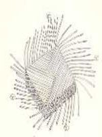 Item #3958 Report on Archeology of Southern Chihuahua; Appendix Cave-Dweller Twill-Plaited...